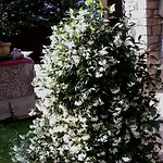 Gli Oleandri 스트레사