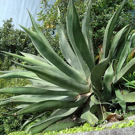 Gli Oleandri Frühstückspension