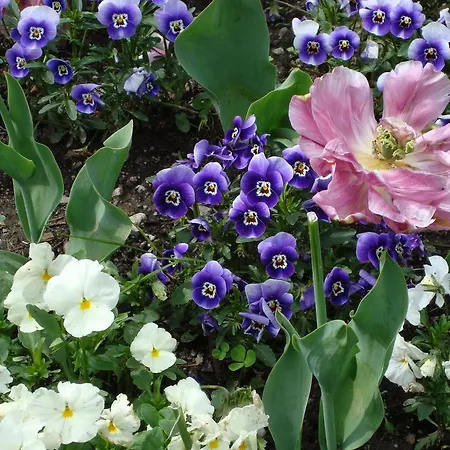 Gli Oleandri 3* 스트레사