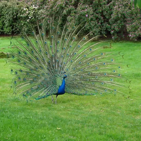 Gli Oleandri Frühstückspension 3*