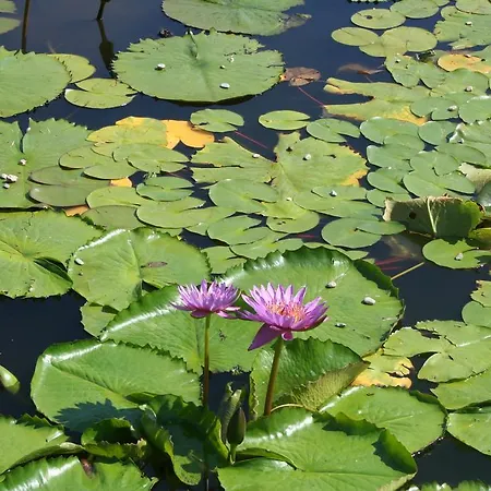 Gli Oleandri 스트레사