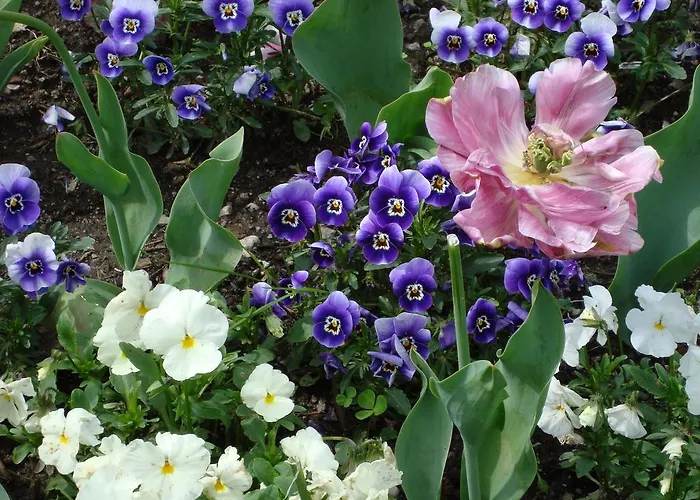 Gli Oleandri 3* Стреза